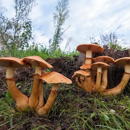 Turistico La Ribera *