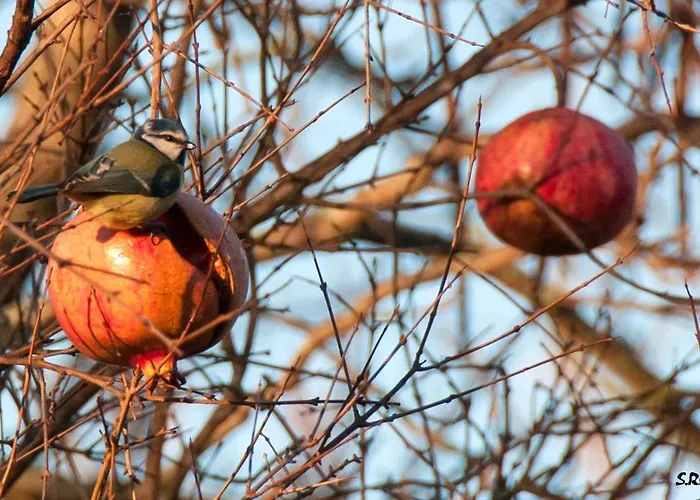 Turistico La Ribera * Ríolobos