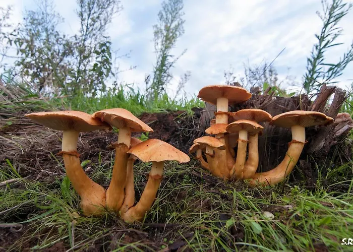 Turístico La Ribera *